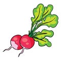 Bright red radish with green foliage two pieces, cartoon illustration, isolated object on white background, vector Royalty Free Stock Photo