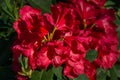 Bright red Rhododendron Azalea close-up. Luxury colorful inflorescences of rhododendron in spring Arboretum Park