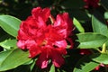 A bright red rhododendron flower in full bloom Royalty Free Stock Photo