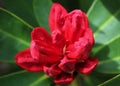 A bright red rhododendron flower buds Royalty Free Stock Photo