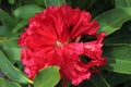 A bright red rhododendron flower in full bloom Royalty Free Stock Photo