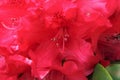 A bright red rhododendron flower in full bloom Royalty Free Stock Photo