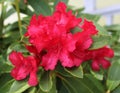 A bright red rhododendron flower in full bloom Royalty Free Stock Photo