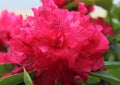 A bright red rhododendron flower in full bloom Royalty Free Stock Photo