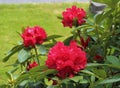 Bright red rhododendron flowers in full bloom Royalty Free Stock Photo