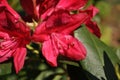 Bright red rhododendron flowers, soft blurry green leaves background Royalty Free Stock Photo