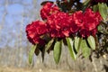 Bright Red Rhododendrons