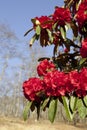 Bright Red Rhododendrons