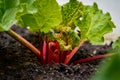 Bright red rhubarb growing in daylight, in a garden, from a rhubarb crown. Rhubarb stalks showing with big leaves, containing