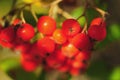 Bright red ripe berries are illuminated by the sun through the leaves Royalty Free Stock Photo