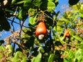 Bright red ripe cashew fruit on the tree - Oeiras, Piaui