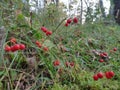 Bright red ripe fruits of the Lily of the valley. convallaria majalis. poisonous fruits of the Lily of the valley