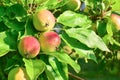 A bright red, ripe and juicy apple dangles from an apple tree against the green leaves of a fruit tree Royalty Free Stock Photo