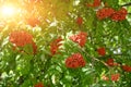 Bright red ripe mountain ash and green foliage in sunlight Royalty Free Stock Photo