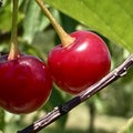 Red Ripe Sour Pie Cherries Royalty Free Stock Photo