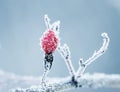 Bright red of ripe red berry of wild rose covered with white fro Royalty Free Stock Photo