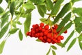 Bright red ripe rowan berries on a twig with green leaves Royalty Free Stock Photo