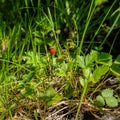 Bright red ripe wild strawberry growing on a sunny clearing in the woods in summer