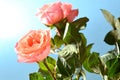 Bright red rose on blue background
