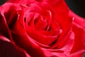 Bright Red Rose Bud Royalty Free Stock Photo