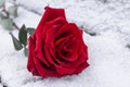A close-up of a red rose bud lies in the cold snow in winter Royalty Free Stock Photo