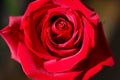 Bright Red Rose Bud Royalty Free Stock Photo