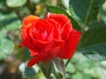Bright red rose bud with green leaves Royalty Free Stock Photo