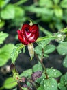 Bright red rose Bud with raindrops, macro Royalty Free Stock Photo