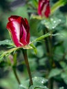 Bright red rose Bud with raindrops, macro Royalty Free Stock Photo