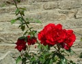 Bright Red Rose Bush and stem