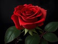 Bright Red Rose In Dark Background .Ai Generated