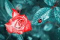 Bright red rose in dew drops and a ladybug on the background of fantastic leaves. Royalty Free Stock Photo