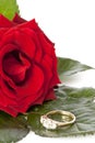 Bright red rose with diamond ring Royalty Free Stock Photo