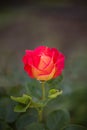 Bright red rose flower