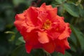 Bright red rose flower blooming in sunny summer garden, flowering Royalty Free Stock Photo