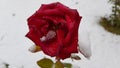 Bright red rose flower head closeup on white snow background. Faded rose with wet creased petals covered by melting snow Royalty Free Stock Photo