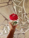 bright red rose flower with wide petals on the stone beige background in hand and in a round glass vase
