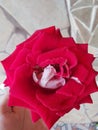 Closeup bright red rose flower with wide petals on the stone beige background in a glass vase