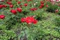 Bright red rose flowers in the flowerbed Royalty Free Stock Photo