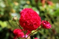 Bright red rose with fully open blooming densely layered petals surrounded with closed rose buds and other flowers in local urban