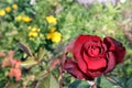 bright red rose in the garden on a blurred background of yellow flowers and green grass Royalty Free Stock Photo