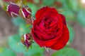 Bright red rose growing on a Green Bush, little young buds and large flower. Royalty Free Stock Photo