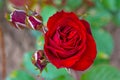 Bright red rose growing on a Green Bush, little young buds and large flower. Royalty Free Stock Photo