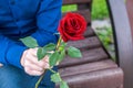 Bright red rose in the hands of a man giving a gift to a girl Royalty Free Stock Photo