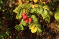 Bright red rose hips among green and yellow leaves on a bush Royalty Free Stock Photo