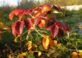 Bright red rose hips among red and yellow leaves on a bush Royalty Free Stock Photo