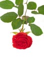 Bright red rose isolated Royalty Free Stock Photo