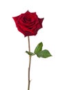 Bright red Rose isolated on white background Royalty Free Stock Photo