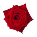 Bright red Rose isolated on white background Royalty Free Stock Photo