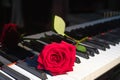 A bright red rose lies on a black and white piano keyboard, a flower and music, a symbol